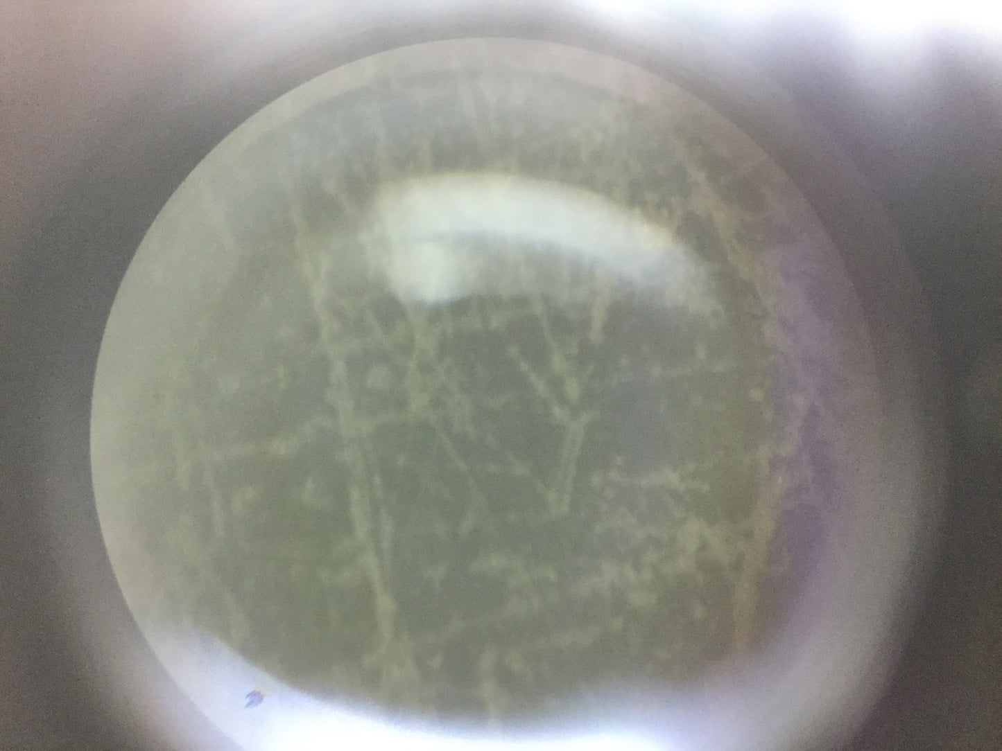 Used Leica Zoom 2000 Stereo Microscope 10x Eye 10.5-45x Objective