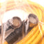 New Turck CSWMS CKWMS 12-7-204-10 Right Angle Cable, M23 12-Pin Male/Female, 10m