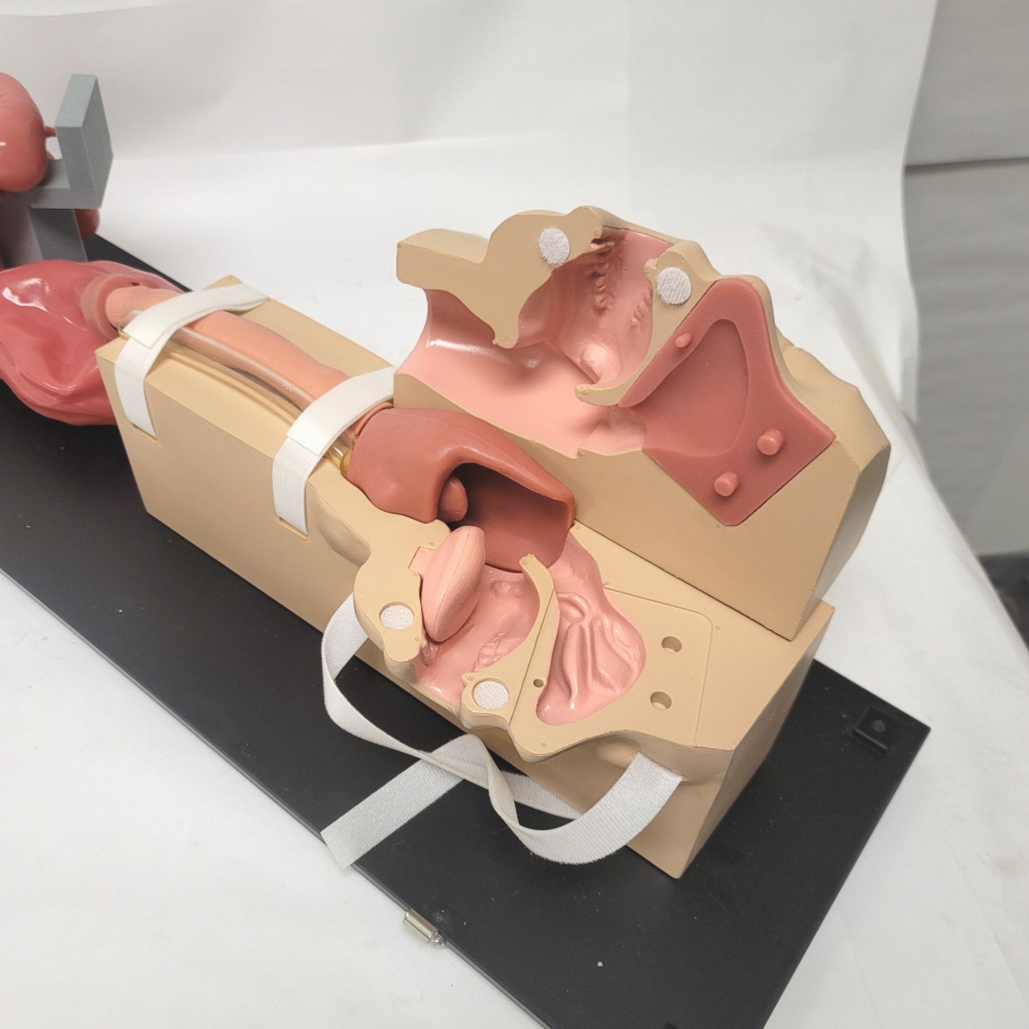 Used Koken LM-103 EGD Esophago-Gastro-Duodenoscopy Simulator Anatomical Model