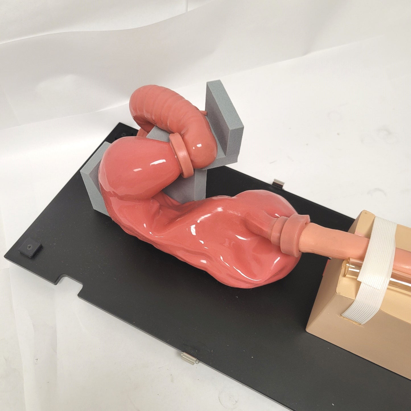 Used Koken LM-103 EGD Esophago-Gastro-Duodenoscopy Simulator Anatomical Model