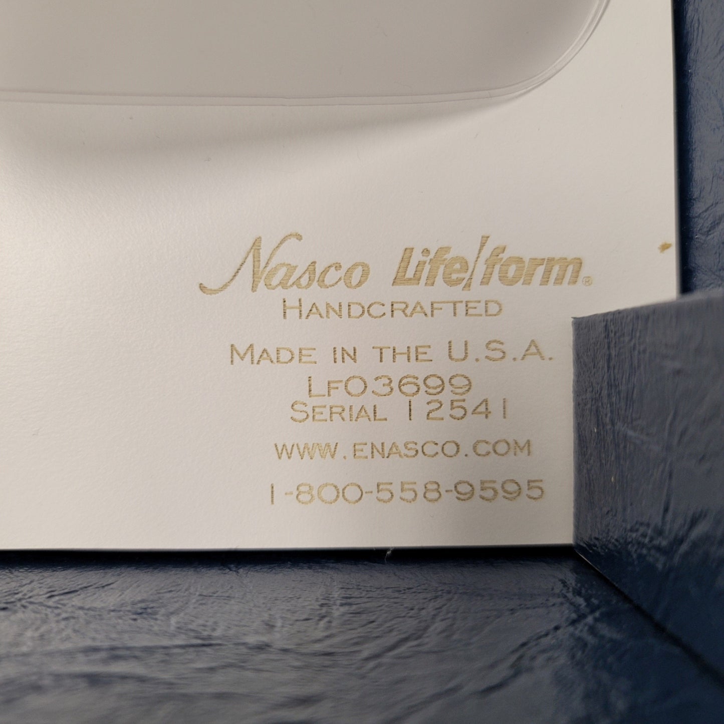 Used Nasco Life Form LFO3699 Airway Larry Airway Management Trainer Anatomical Model