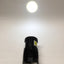 Used CCS HSL-58SW-D300 High Intensity White LED Spot Light, Ø300mm @ 2m, M12 4-Pin