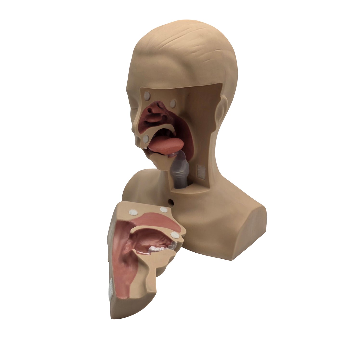 Used KOKEN LM-097 Suction Training Model Type II Silicone Rubber Anatomical Model